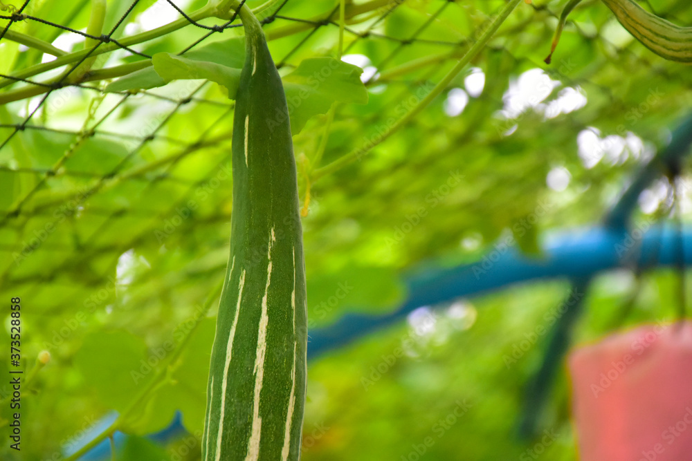 Snake gourd hanging on wire inside vegetablehouse. Snake gourd hanging on wire inside vegetablehouse.