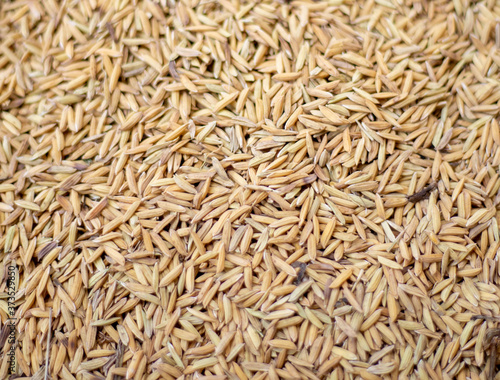 pile of paddy rice or rice seed texture background