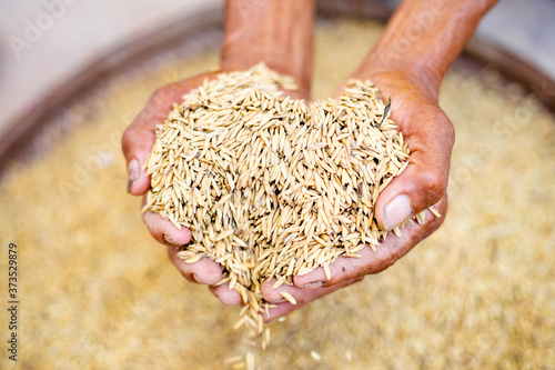 Close up of jasmine rice seed in farmer hand on Paddy background
