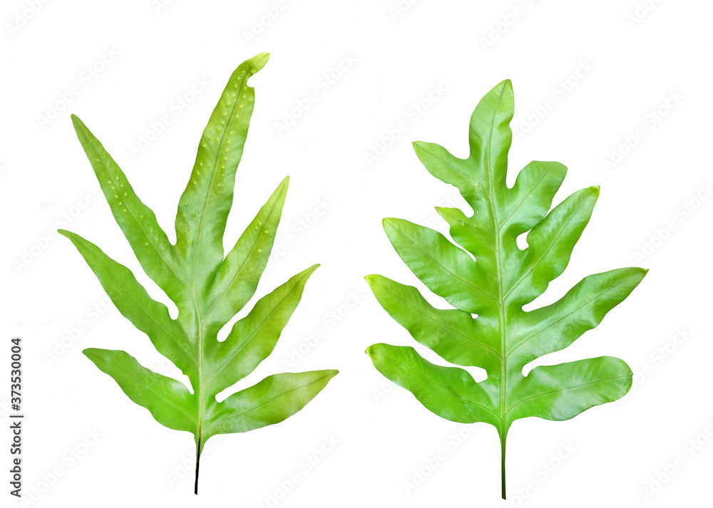 Naklejka premium two of green fern leaves isolated on white background