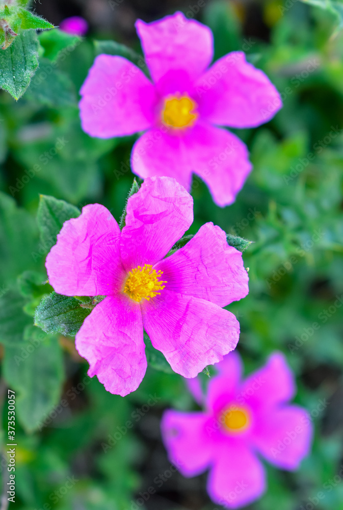 Rosa arkansana the prairie rose or wild prairie rose Rosa arkansana the prairie rose or wild prairie rose