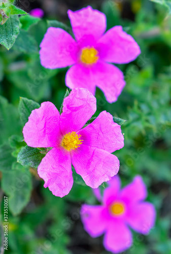 Rosa arkansana the prairie rose or wild prairie rose