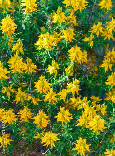 yellow flowers background