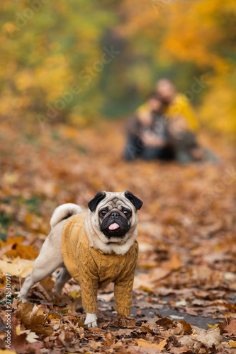 Funny tonguey pug. Dog on autumn leaves