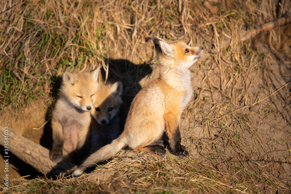 Red fox kits in the wild Red fox kits in the wild