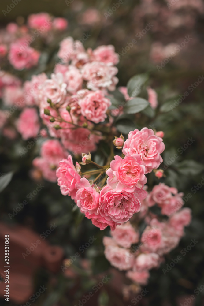 Fototapeta premium A bush pink rose flower blooming in summer. Roses in bloom, blush roses in the rose garden of the botanical garden in summer on a sunny day.
