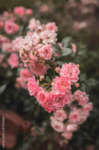 Fototapeta Naklejka Na Ścianę i Meble -  A bush pink rose flower blooming in summer. Roses in bloom, blush roses in the rose garden of the botanical garden in summer on a sunny day.