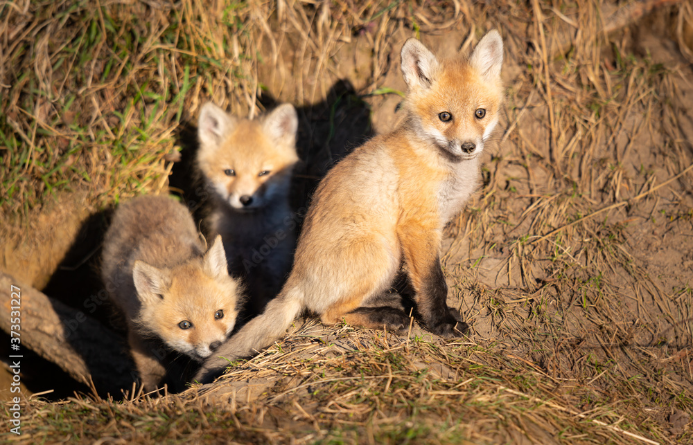 Red fox kits in the wild Red fox kits in the wild