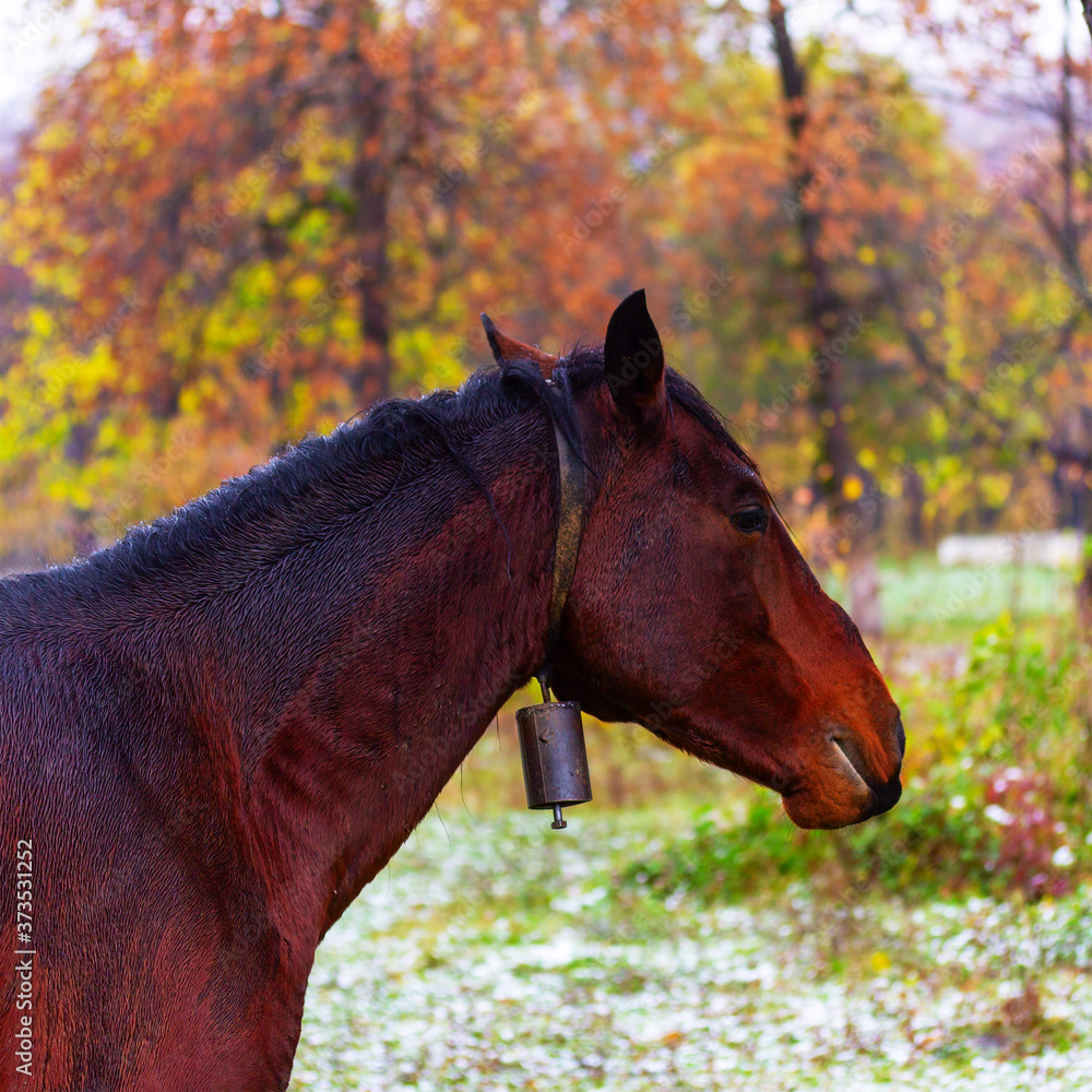 portrait of a brown horse with a bell in the autumn garden