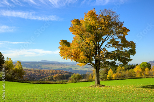 Single autumn tree on a meadow with blue colored mountain background at ore mountains germany