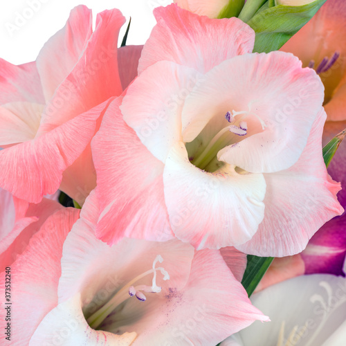 Close-up of a flower on a stem of beautiful gladioli on a white background