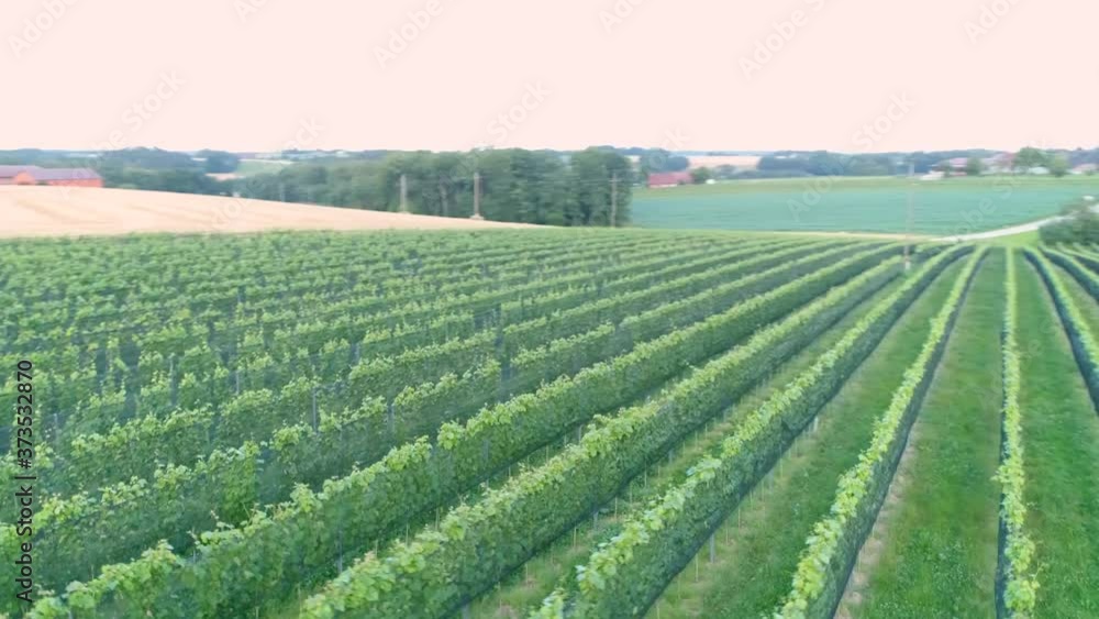 Vineyard flyover Vineyard flyover