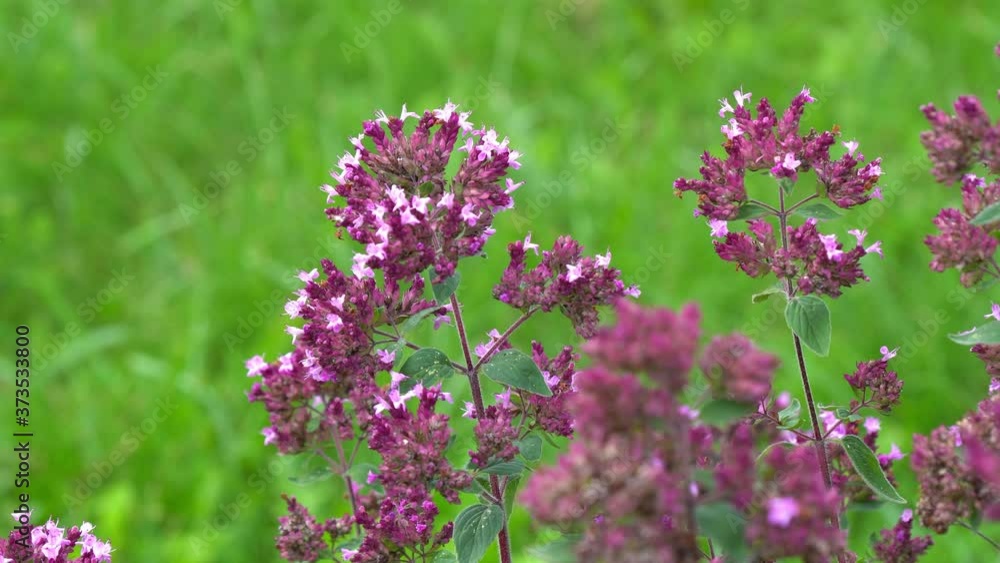 Common oregano, medicinal plant, folk medicine. Oregano in a macro shot Common oregano, medicinal plant, folk medicine. Oregano in a macro shot