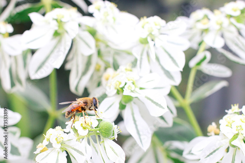 Little bee sitting on a white flower. Spring time concept