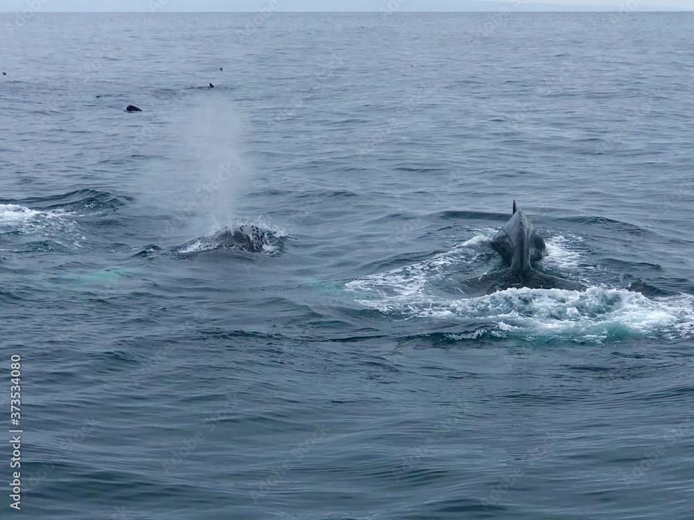 Obraz premium humpback whale 