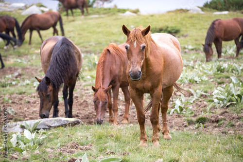 Wild free horses eating and walking in Pirin mountain, Bulgraia. Moving around.