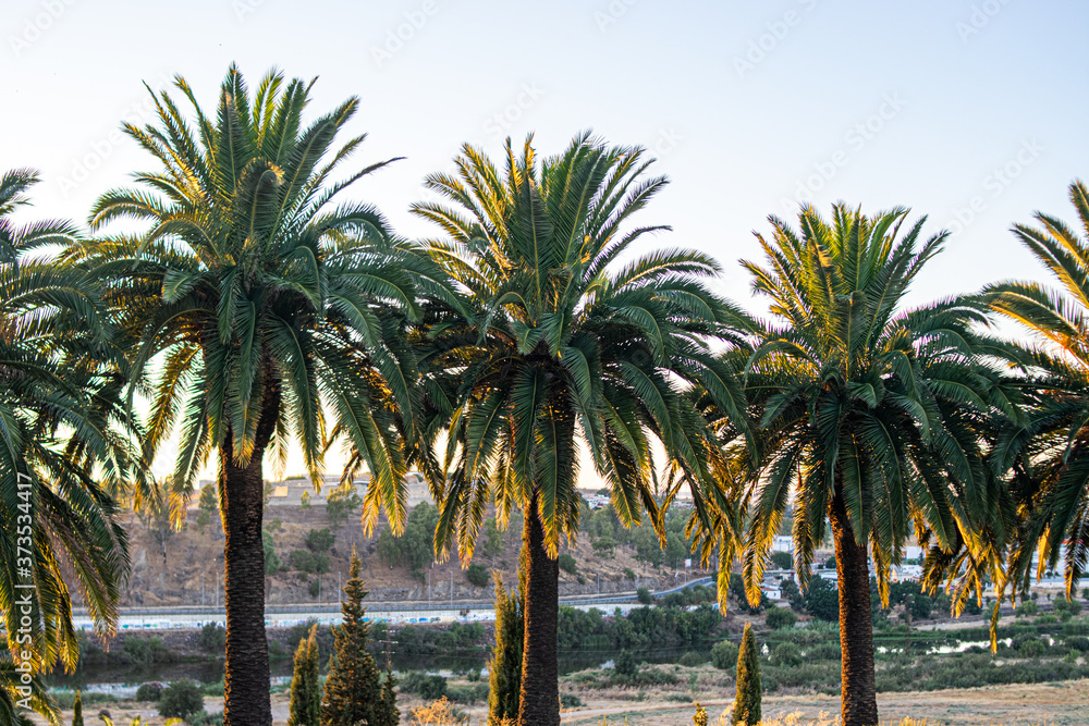 Fototapeta premium Photo of some beautiful and green palm trees during sunset in the city. Holidays