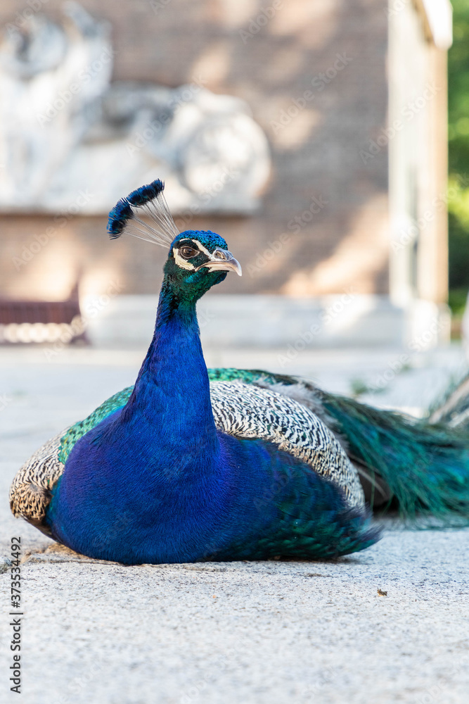 Male peacock resting in a park with flowers