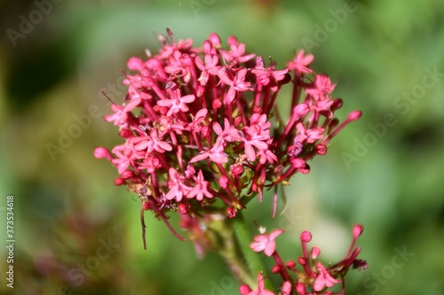 Bouquet of flowers of Red Valerian plant (Centranthus ruber).