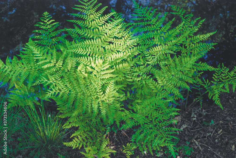 light green fern in the sun in Copenhagen 