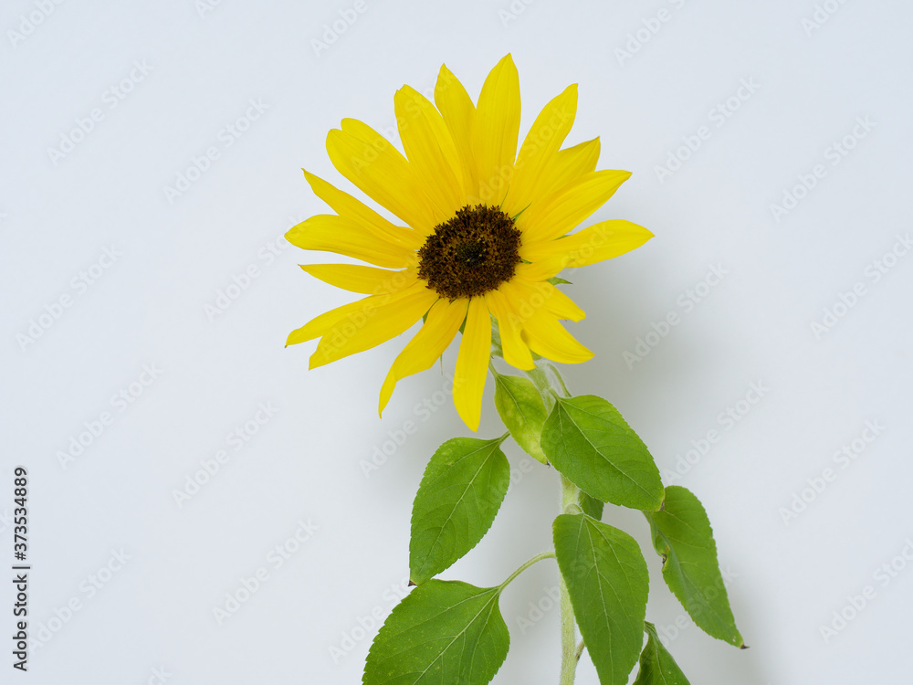 sunflower flower with green stems isolated on white