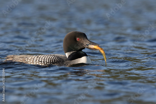 common loon or great northern diver (Gavia immer) fishing