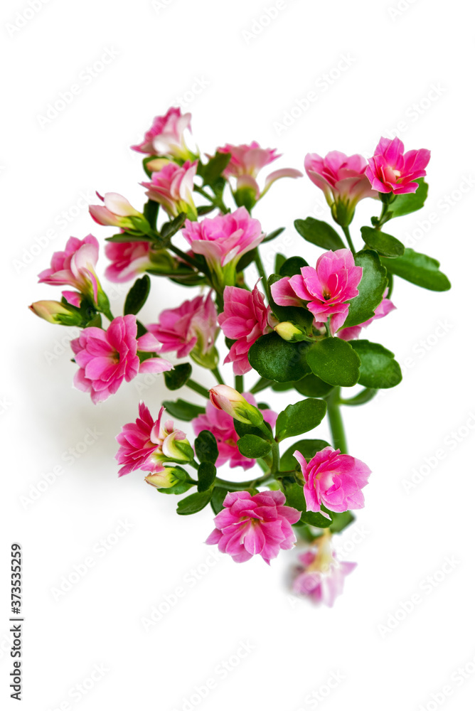 Indoor pink flowers on a white background Indoor pink flowers on a white background