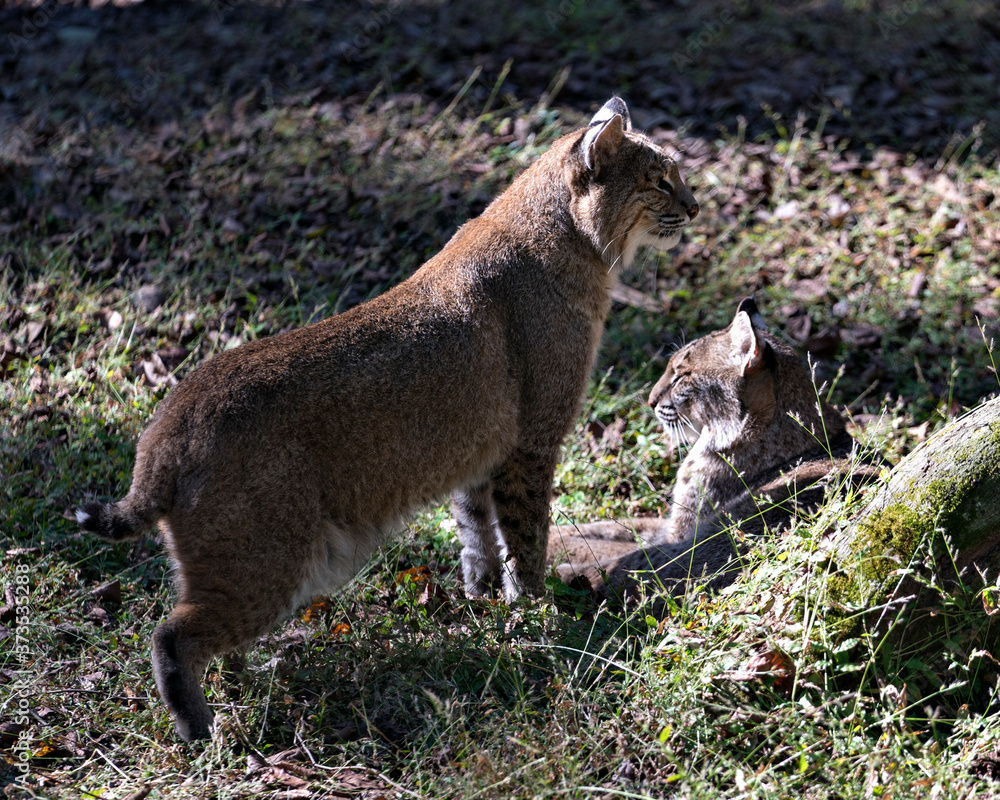 Bobcat animal couple stock photos.  Bobcat couple sunbathing in their environment and habitat displaying their bodies, faces, heads, ears, eyes, mouth, paws, with a foliage background and foreground.