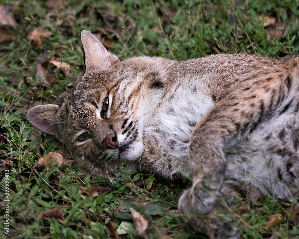 Bobcat Stock Photos. Bobcat head close-up with green foliage background in its environment and habitat. Image. Portrait. Picture. Photo. Bobcat Stock Photos. Bobcat head close-up with green foliage background in its environment and habitat. Image. Portrait. Picture. Photo.