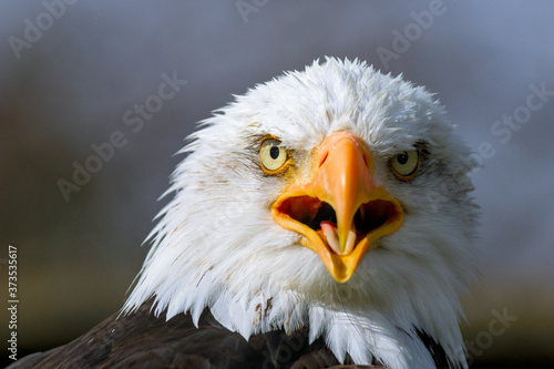 Bald Eagle looking at the camera, close-up shot