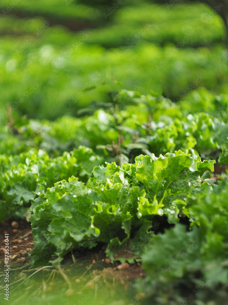 step garden vegetable filed on hill step garden vegetable filed on hill