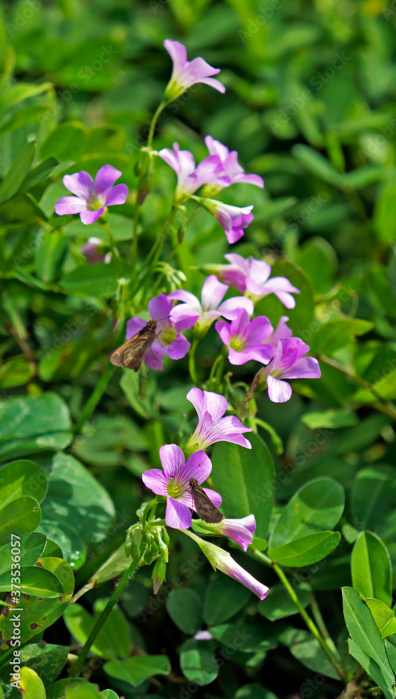 Pink-sorrel flowers (Oxalis articulata) Pink-sorrel flowers (Oxalis articulata)