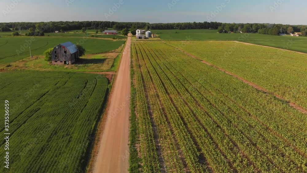 Aerial view of corn fields and a dirt road. Summer country landscape. Aerial view of corn fields and a dirt road. Summer country landscape.