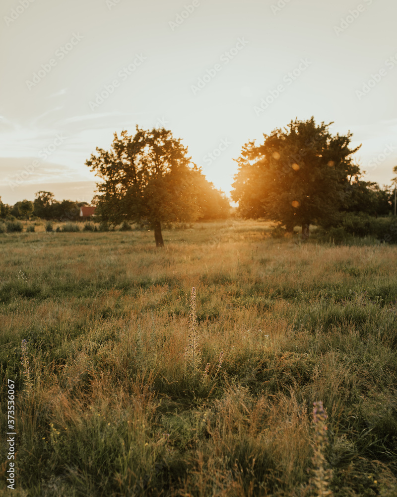 Summer warm sunny field. Meadow and tall trees through which the rays of the sun make their way Summer warm sunny field. Meadow and tall trees through which the rays of the sun make their way