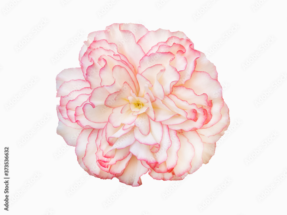 Begonia beautiful pink flower isolate on white background Begonia beautiful pink flower isolate on white background