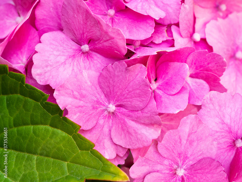 Beautiful pink hortensia close up. Artistic natural background