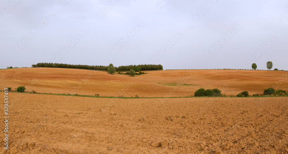 Panoramic view of agricultural land  recently plowed and prepared for cultivation. With ocher and brown. With some scattered tree and a plantation of young pines on the ridge 