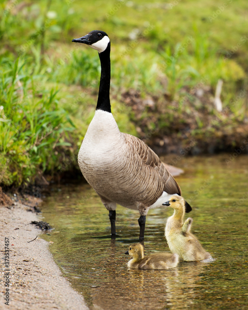 Obraz premium Canadian Geese Stock Photos. Canadian Geese with baby geese gosling. Baby geese. Canadian Goose picture. Photo. Image. Portrait. Image