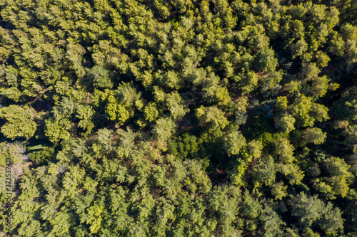 Aerial drone view of shortleaf spruce forest background photo