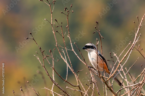 Tableau sur toile Red Back Shrike  bird sitting on a tree in, Corbet national park, Dhikala , Indi