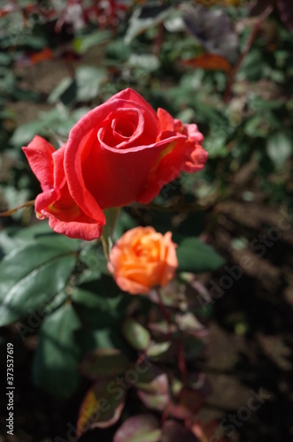 Pink Flower of Rose 'Harmonie' in Full Bloom
