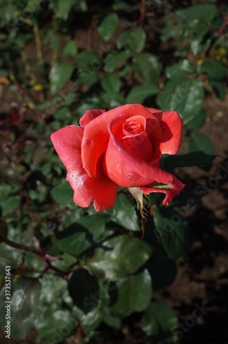 Pink Flower of Rose 'Harmonie' in Full Bloom
