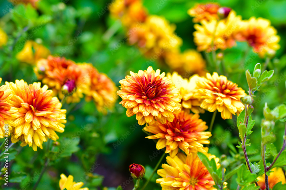 Yellow red Korean garden chrysanthemums in summer Yellow red Korean garden chrysanthemums in summer