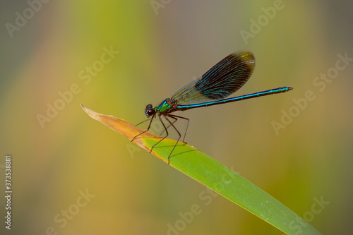 Closeup small dragonfly on green vine © michaelmonzer