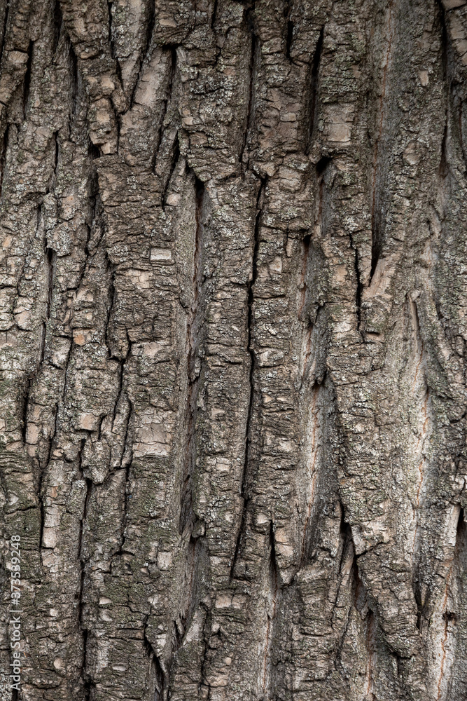 Natural background of tree bark Natural background of tree bark