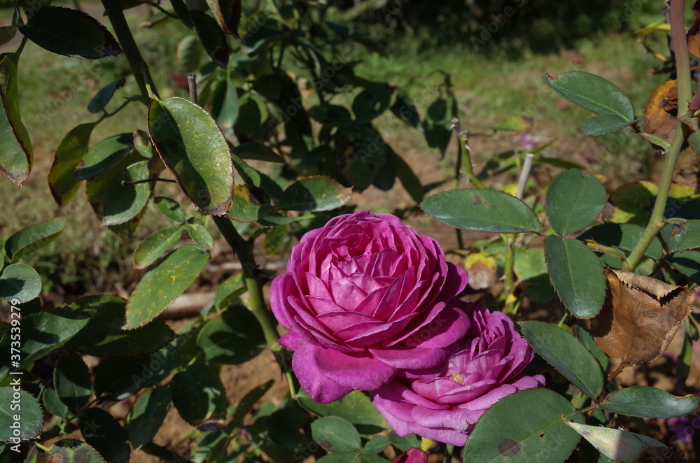 Light Purple Flower of Rose 'Heidi Klum Rose' in Full Bloom
Light Purple Flower of Rose 'Heidi Klum Rose' in Full Bloom