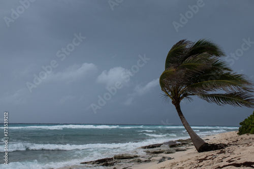 A palm tree getting blown around by Hurricane Laura as she passes Grand Cayman photo