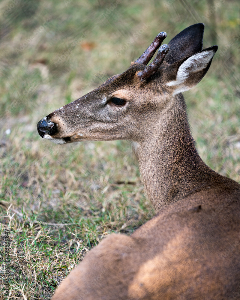 Deer stock photo. Head close-up profile view with blur background displaying head, antlers, ears, eye, mouth, nose, brown fur in its habitat and environment. Deer stock photo. Head close-up profile view with blur background displaying head, antlers, ears, eye, mouth, nose, brown fur in its habitat and environment.