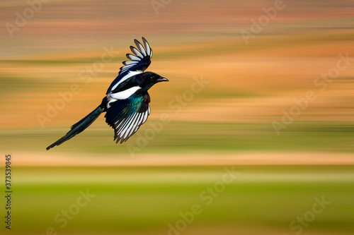 Wallpaper Mural Flying Magpie (Pica pica). Nature background.
