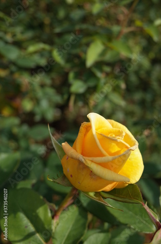 Light Yellow Flower of Rose 'Helmut Schmidt' in Full Bloom  © MasterChefNobu